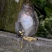monkey_macaque_balinese_mf_ubud_v_1200_bal4918.jpg